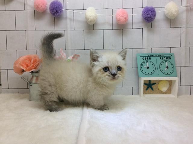 ミヌエット（旧ナポレオン）