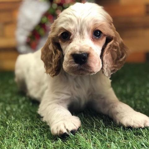 イングリッシュコッカースパニエル