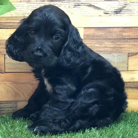 イングリッシュコッカースパニエル