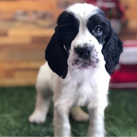 イングリッシュコッカースパニエル