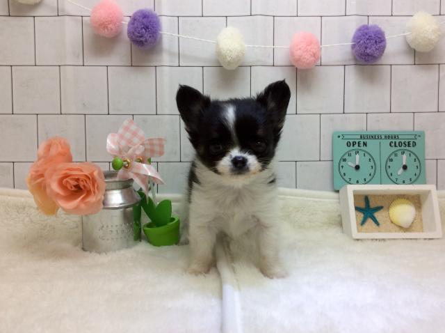 チワワ（ロングコート）