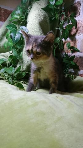 ブリティッシュショートヘア