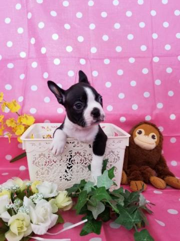 ボストンテリア