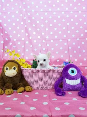 チワワ（スムースコート）