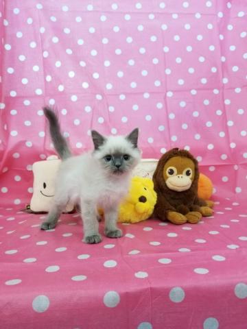 ペルシャ・ヒマラヤン