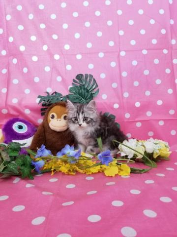 スコティッシュフォールド