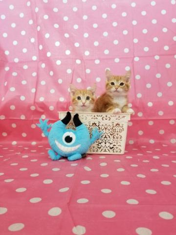 スコティッシュフォールド