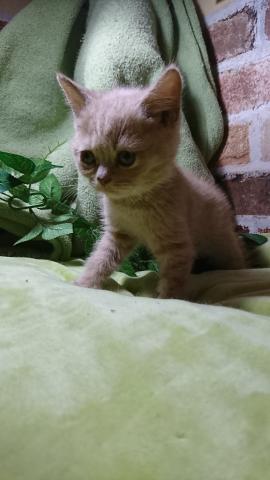 ブリティッシュショートヘア