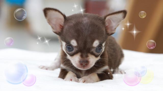 チワワ(ロングコート)