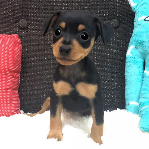 ミニチュアピンシャー