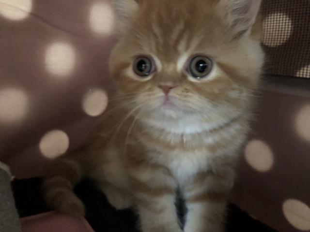 ミヌエット（旧ナポレオン）