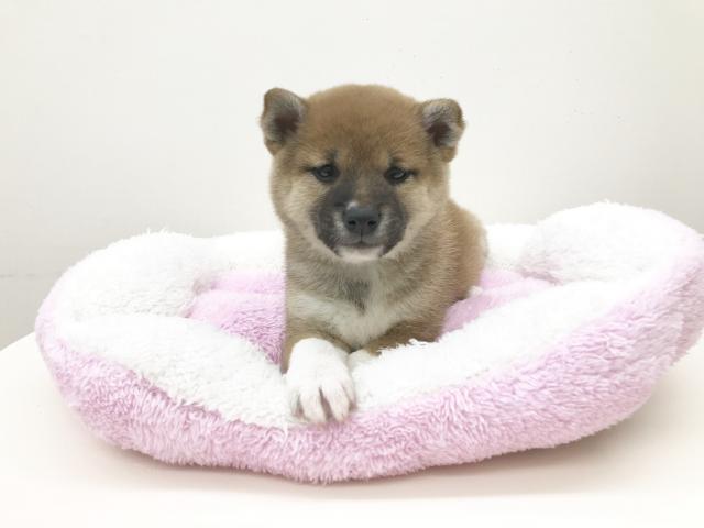 柴犬