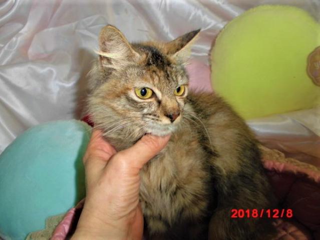 ノルウェージャンフォレストキャット