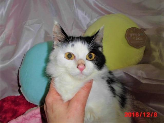 ノルウェージャンフォレストキャット