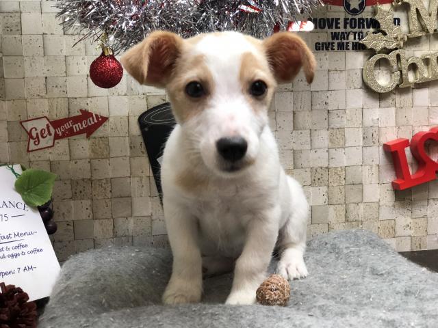 ジャックラッセルテリア