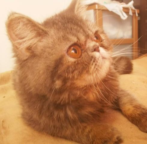 エキゾチックショートヘアー