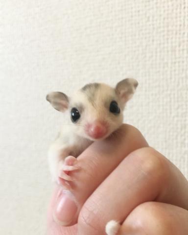 フクロモモンガ モザイク