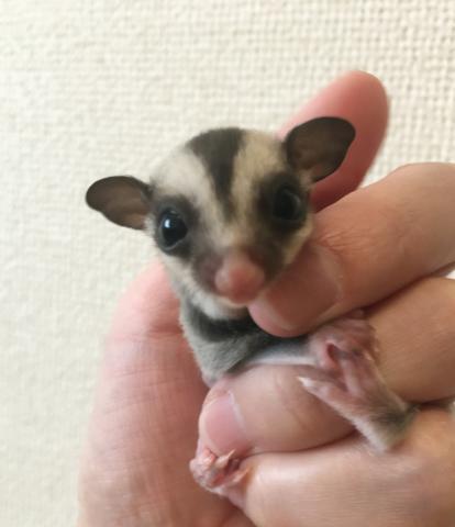 フクロモモンガ ノーマル