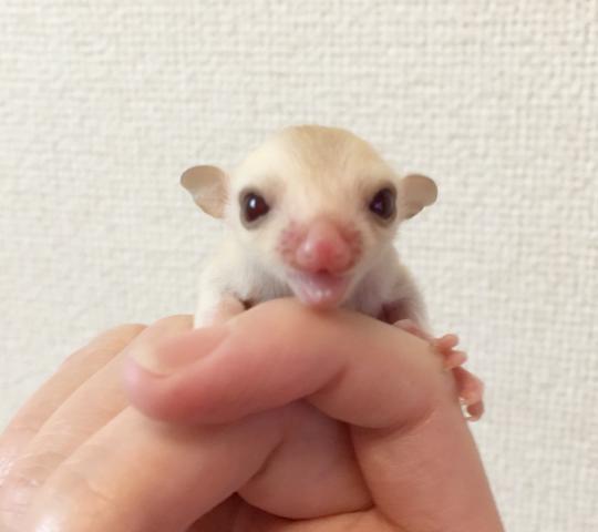 フクロモモンガ   クリミノ