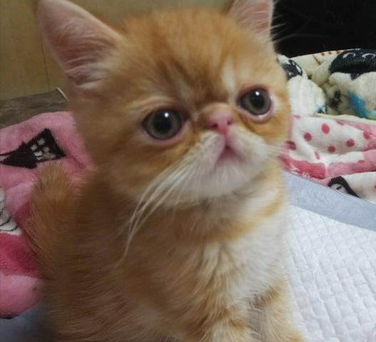 エキゾチックショートヘアー