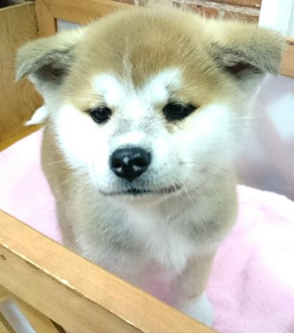 秋田犬