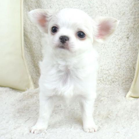 チワワ（ロングコート）