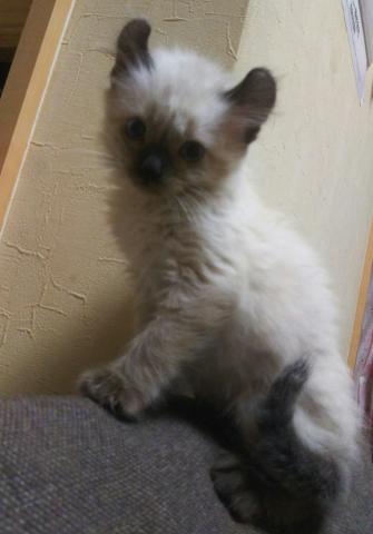 アメリカンカール