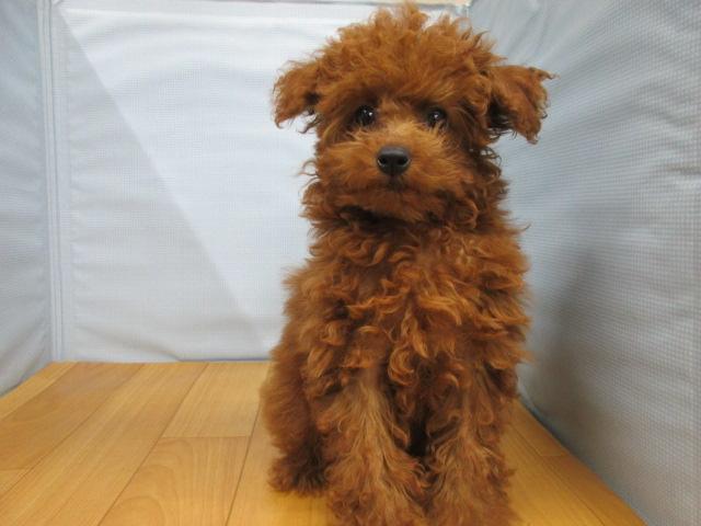 トイプードル