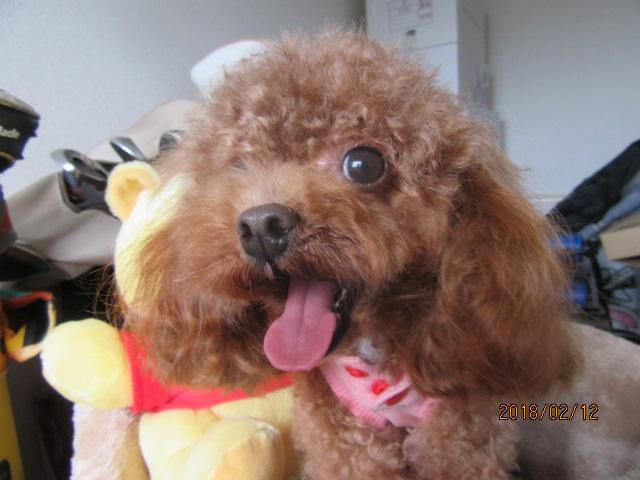 トイプードル小ぶりタイニー