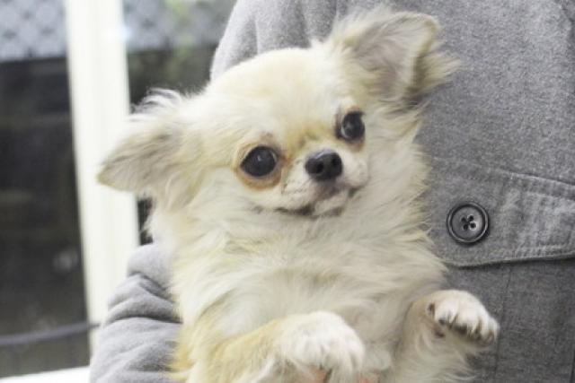 チワワ（ロングコート）