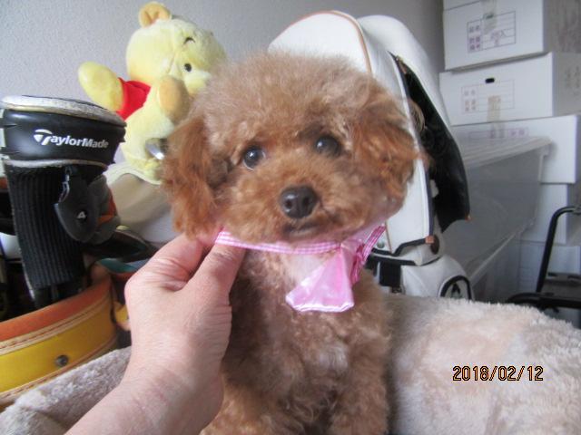 トイプードルタイニーサイズ台メス