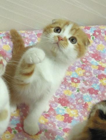 スコティッシュフォールド【折れ耳】