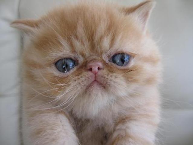 エキゾチックショートヘアー