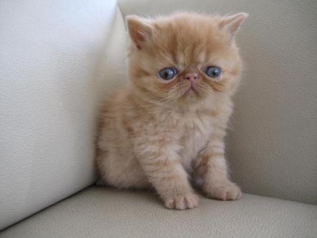 エキゾチックショートヘアー