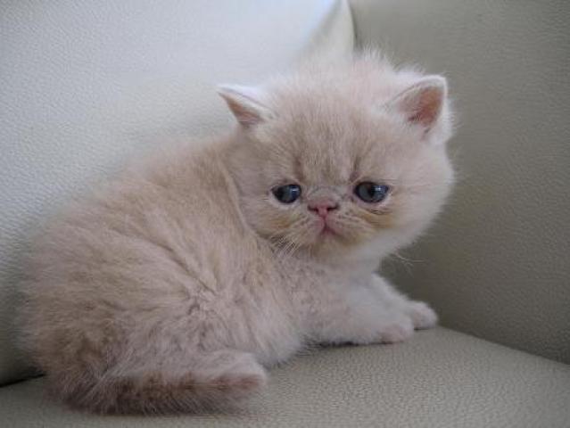 エキゾチックショートヘアー