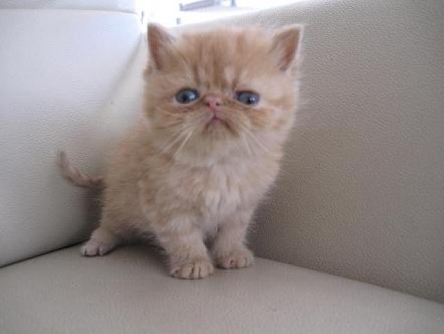 エキゾチックショートヘアー