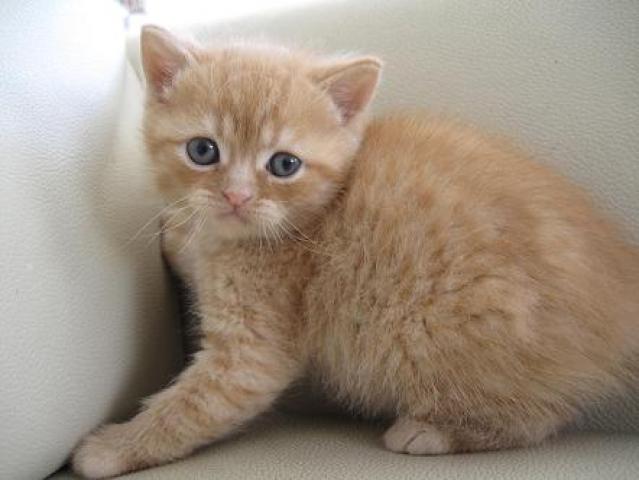 ミヌエット(旧ナポレオン)