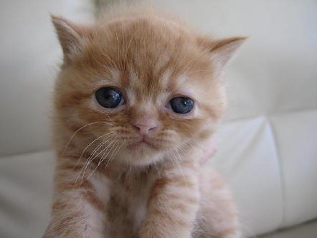 ミヌエット(旧ナポレオン)