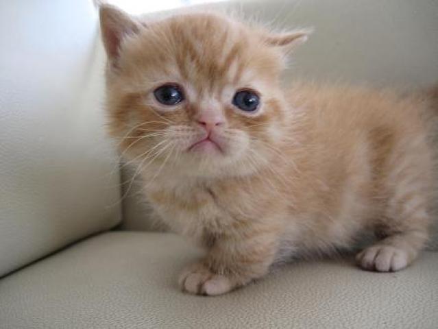 ミヌエット(旧ナポレオン)