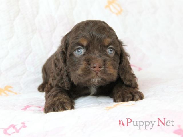 アメリカンコッカースパニエル