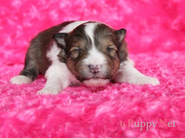 シェットランドシープドッグ