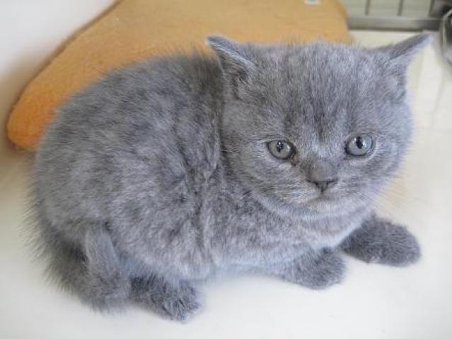 ブリティッシュショートヘア