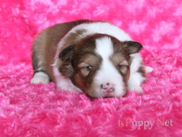 シェットランドシープドッグ