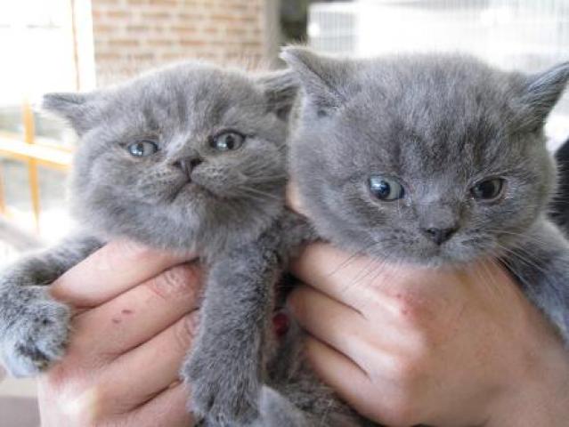 ブリティッシュショートヘア