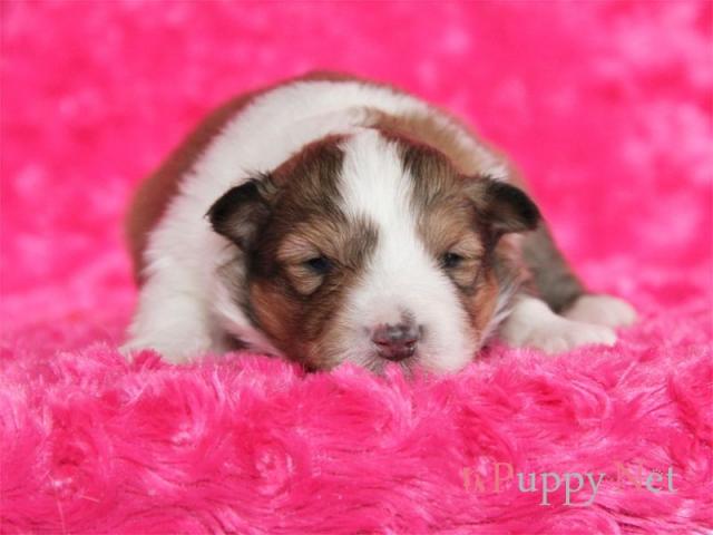 シェットランドシープドッグ