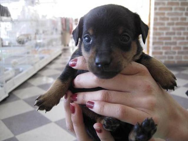 ミニチュアピンシャー