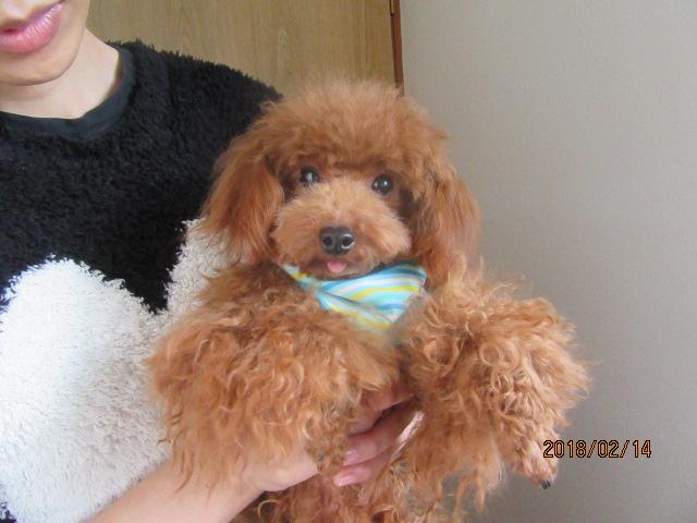 トイプードルティーカップ