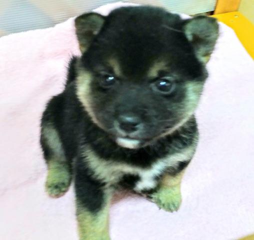 柴犬