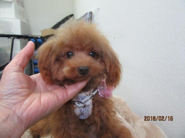 トイプードルティーカップの成犬