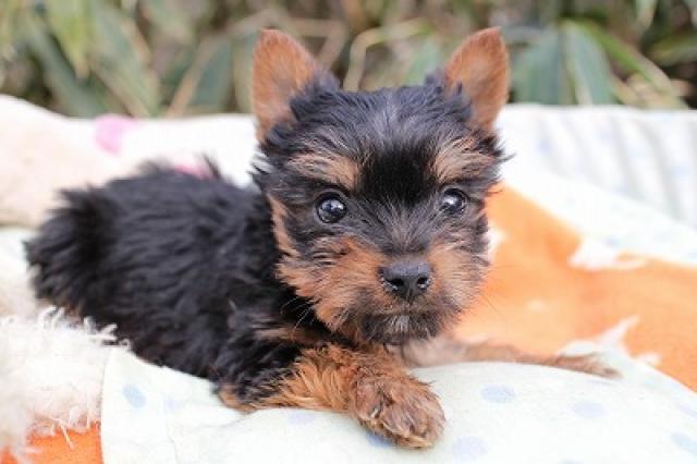 ヨークシャーテリア